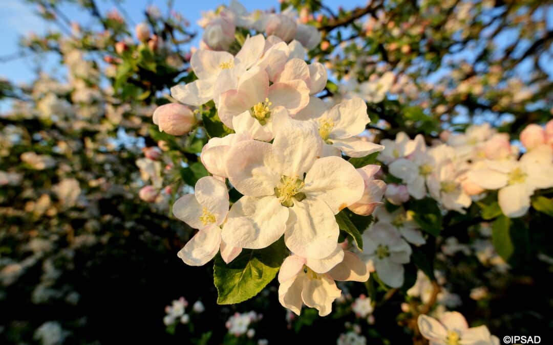 Kwitnienie jabłoni II