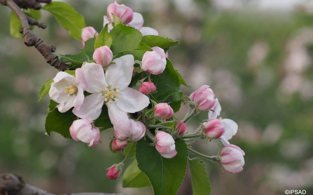 Kwitnienie jabłoni